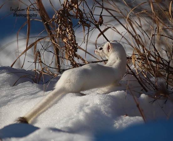 Weasel - Long Tailed