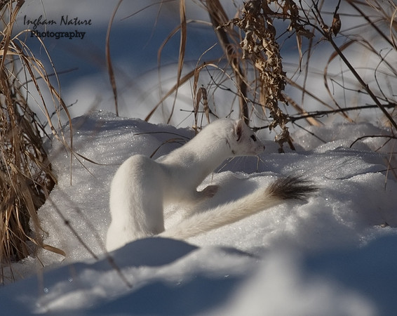 Weasel - Long Tailed