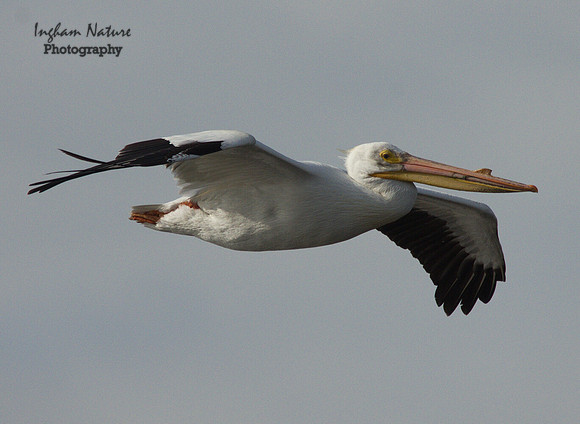 American White Pelican - Breeding