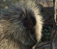 Porcupine (North American) - "GOLDEN GIRL"