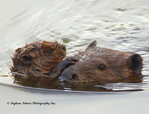 Beaver - Female & Kit