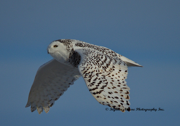 Snowy Owl