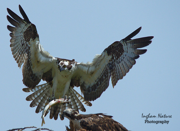 Osprey