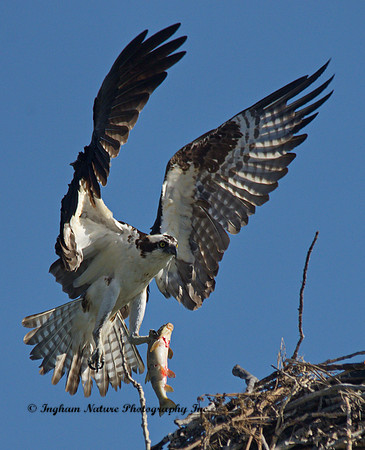 Osprey