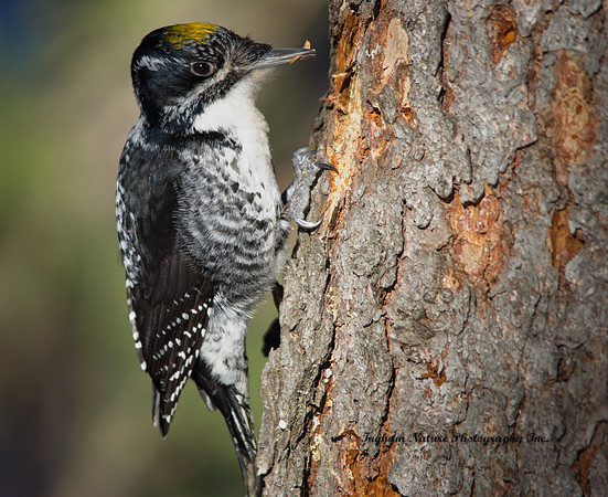 American Three Toed (Male) - Woodpecker