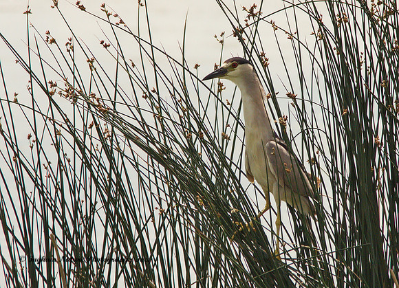 Black Crowned Night Heron
