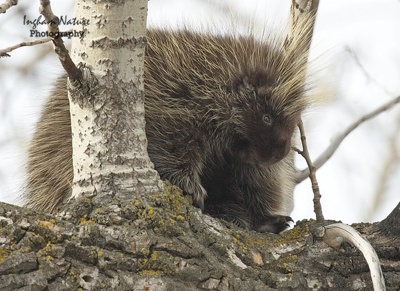 Porcupine - North American