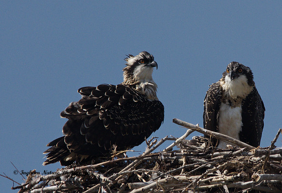 Ospreys - Juveniles