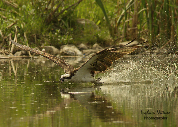 Osprey