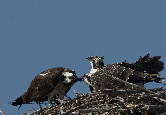 Ospreys
