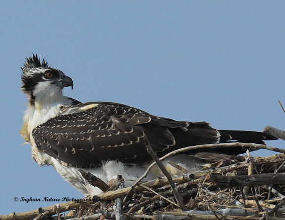 Osprey - Juvenile *