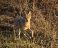 Coyote - "TINY DANCER 2"