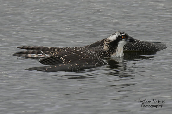 Osprey - Juvenile *