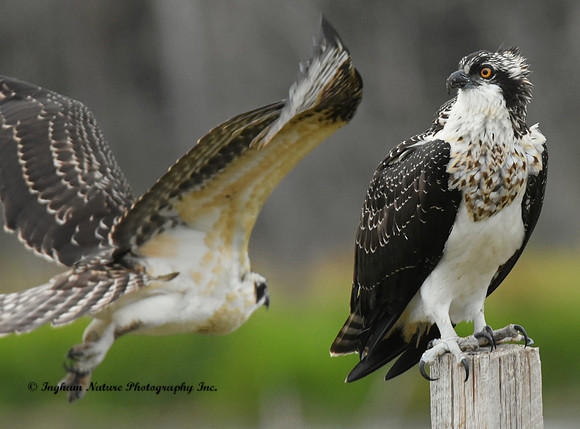 Osprey - Juveniles *