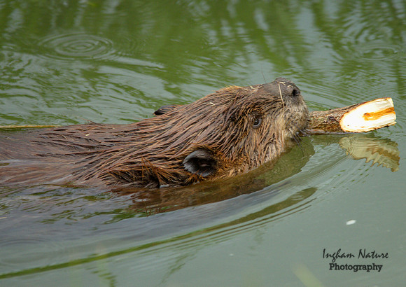 Beaver - Hard at Work
