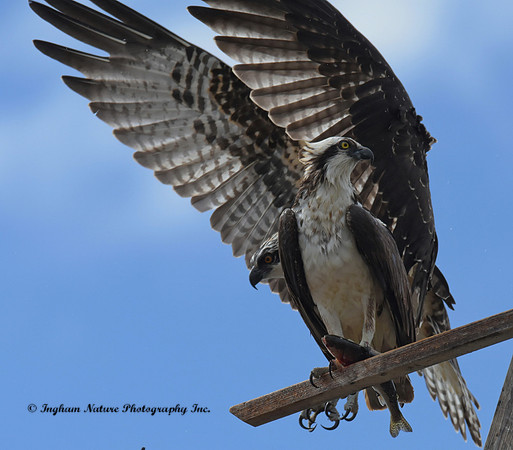 Ospreys - Adult & Juvenile *