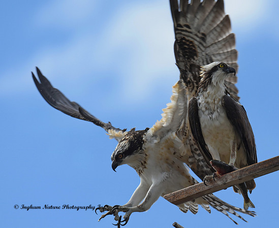 Ospreys - Adult & Juvenile *