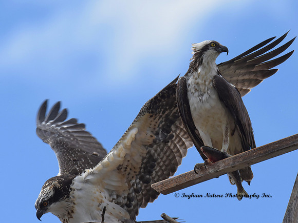 Ospreys - Adult & Juvenile *