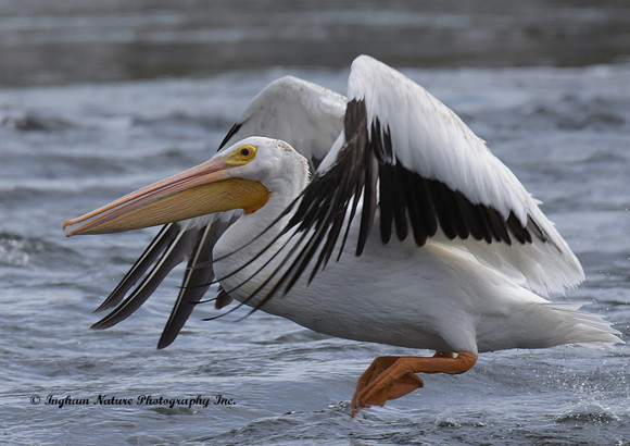 American White Pelican