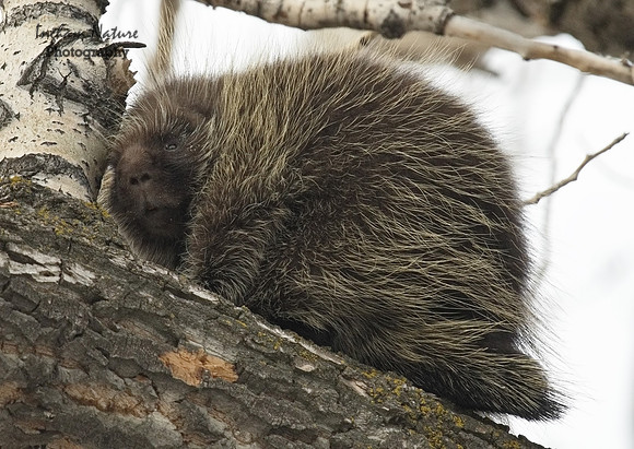Porcupine - North American