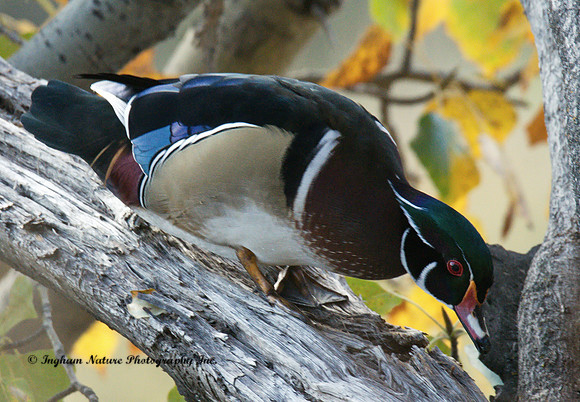 Wood Duck - Male