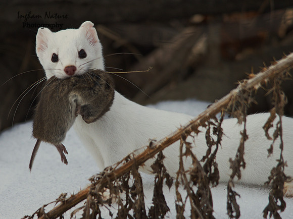 Weasel