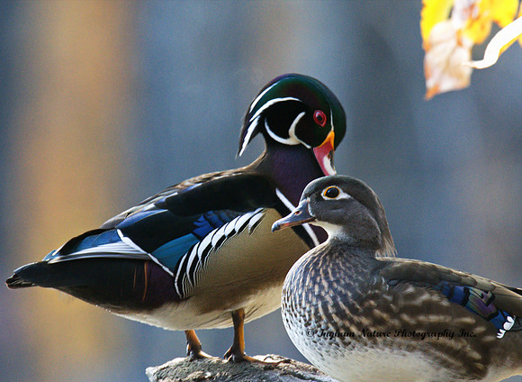Wood Ducks - Male & Female