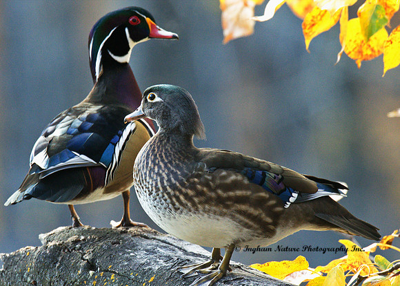 Wood Ducks - Male & Female