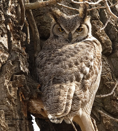 Great Horned Owl - Male