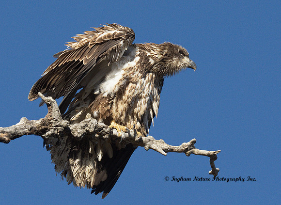 American Bald Eagle - Juvenile