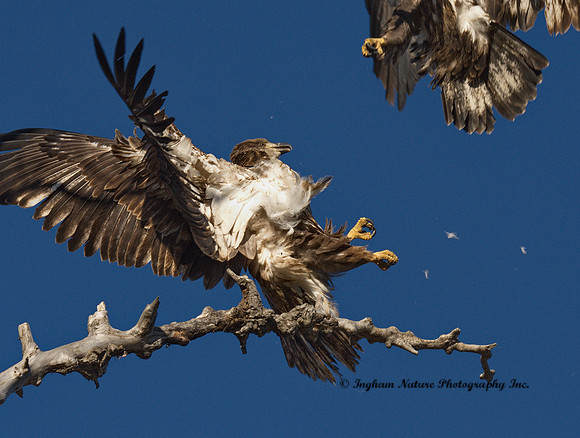 American Bald Eagle - Juveniles (2)