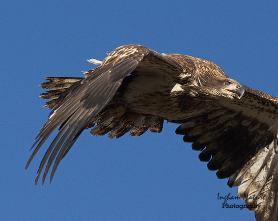 American Bald Eagle - Juvenile
