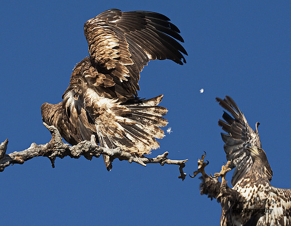 American Bald Eagle - Juveniles (2)