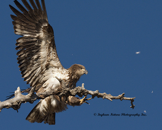 American Bald Eagle - Juvenile