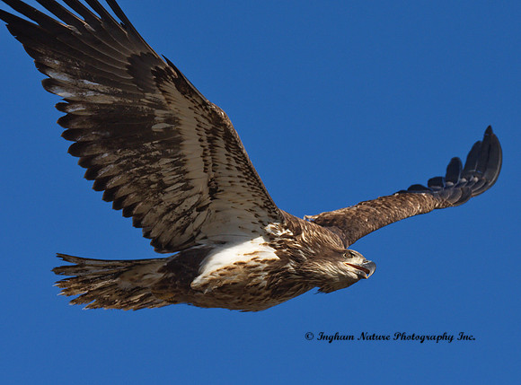 American Bald Eagle - Juvenile
