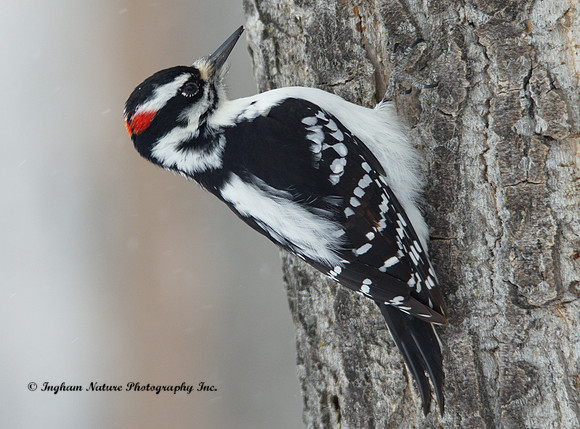 Hairy Woodpecker - Male