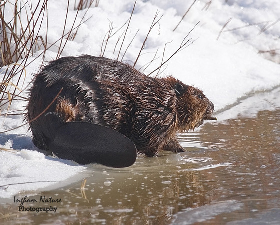 Beaver - North American