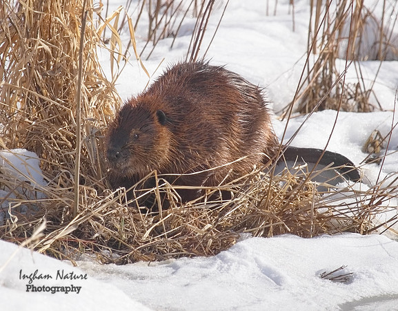 Beaver - North American