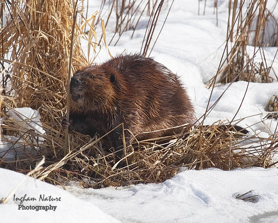 Beaver - North American