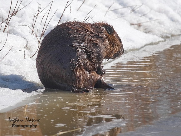 Beaver - North American