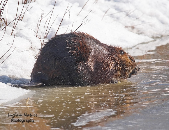Beaver - North American