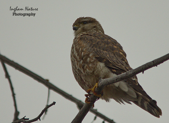Merlin - Female