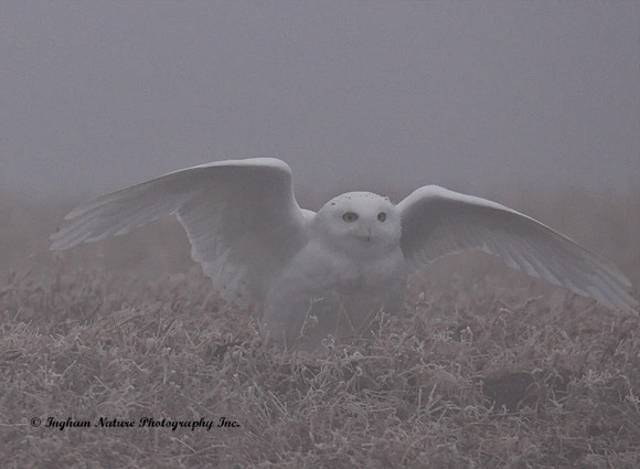 Snowy Owl - Male