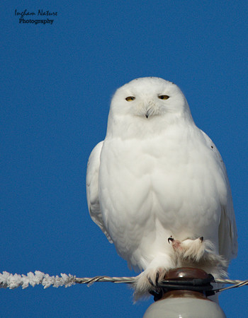 Snowy Owl