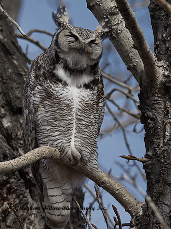 Great Horned Owl - Male