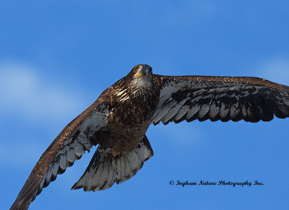 American Bald Eagle - Juvenile