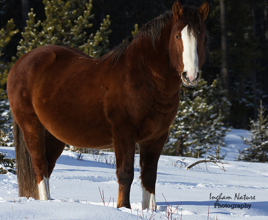Wild Horses - Stallion