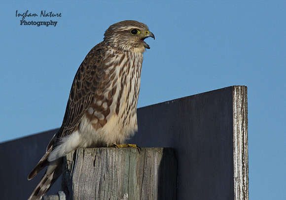 Merlin - Female