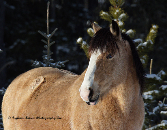 Wild Horses - Buckskin Mare