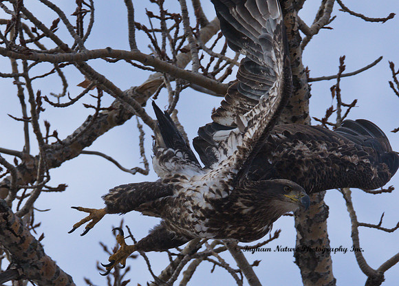 American Bald Eagle - Juvenile